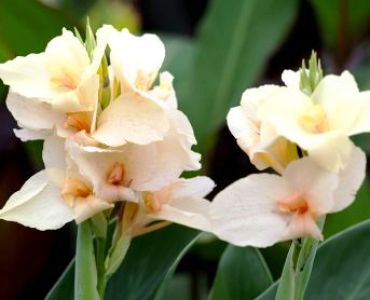 канна Ambassadur 